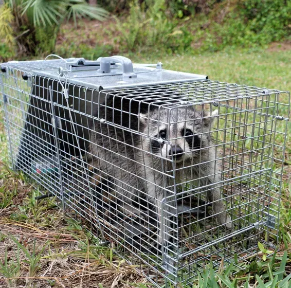 Raccoon trapped inside a wire cage on a grassy lawn. The raccoon looks directly at the camera.