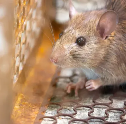 Brown rat trapped inside a metal cage, looking alert.