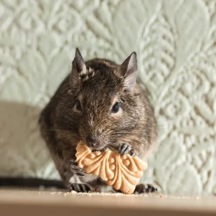 Degu rodent eating a decorated biscuit; tan fur, against a patterned background.