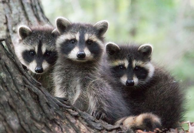 Three raccoons snuggled together in a tree, with black masks and striped tails.