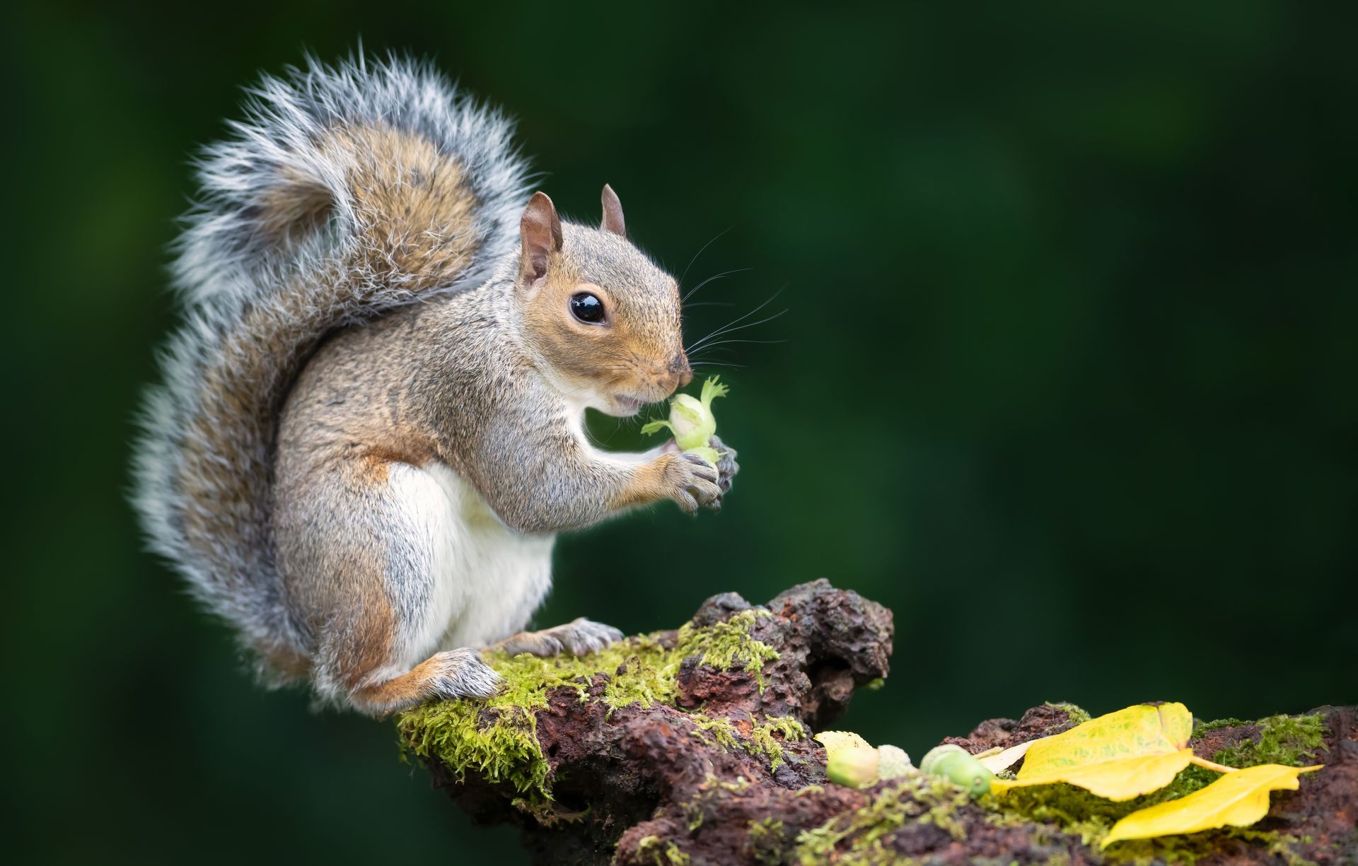Squirrel eating a green leaf on a mossy branch; dark green background.
