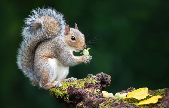 Gray squirrel eating a green leaf while perched on a mossy, brown branch. Dark green background.