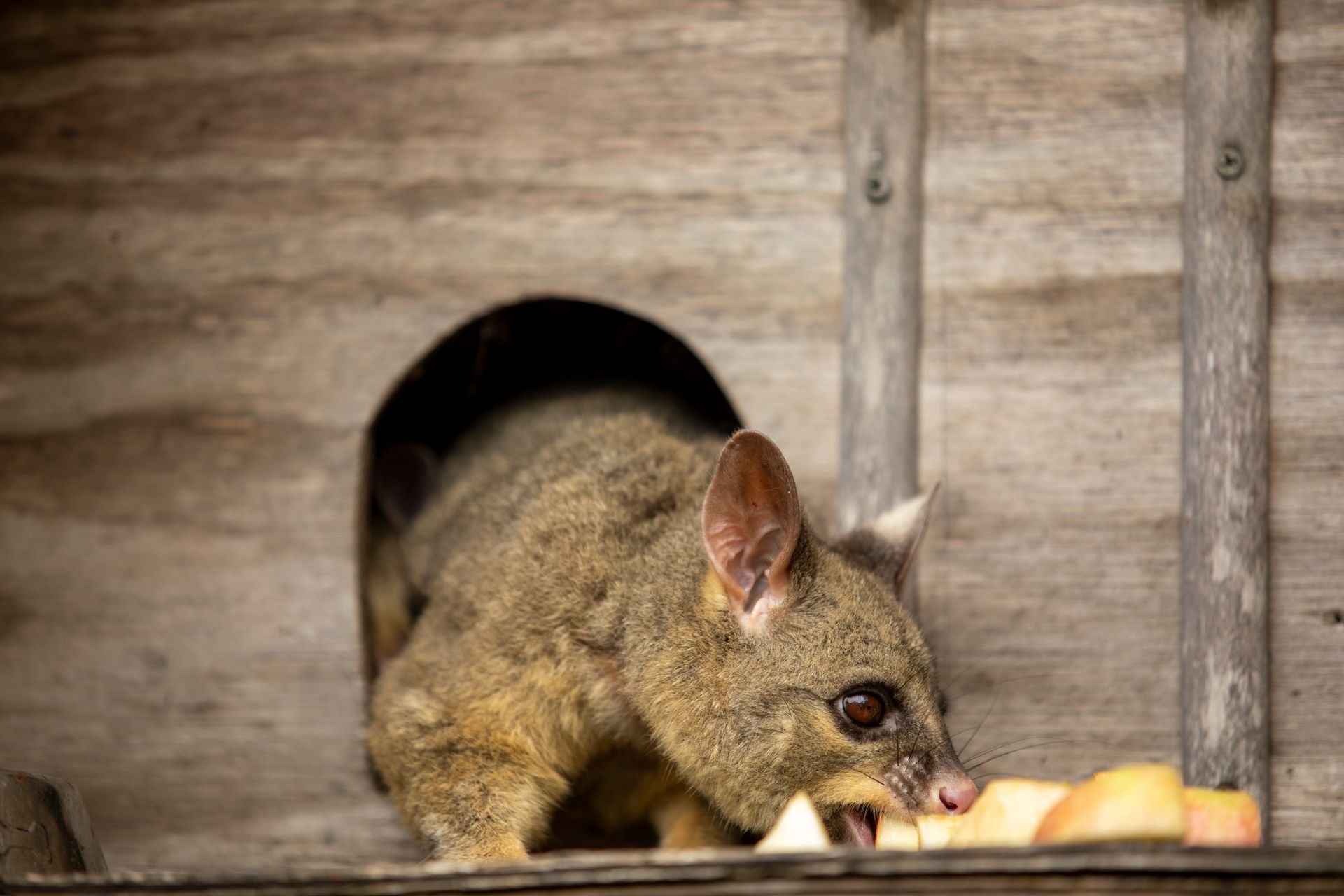 Possum eating apple slices in a wooden structure.