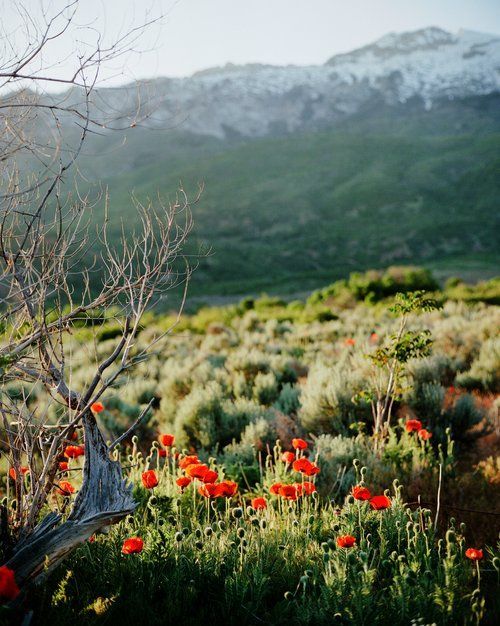 Red poppies bloom in a field, with a mountain range in the background.