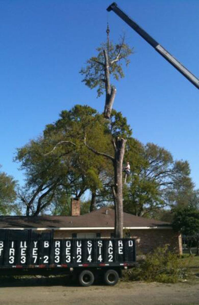Tree being lifted by a crane above a black dumpster in a yard with a house in the background