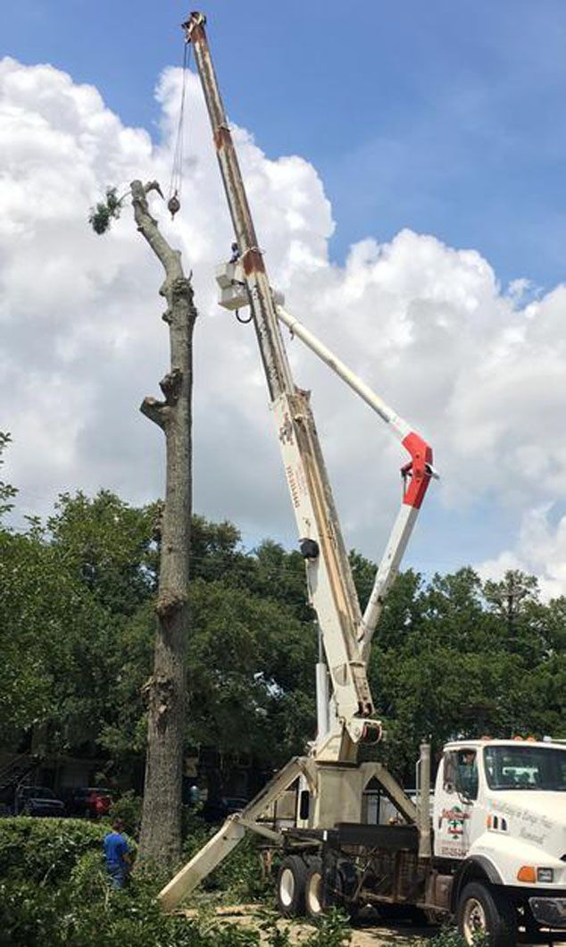 Truck-mounted crane trimming a tall tree branch in a grassy area under a cloudy sky