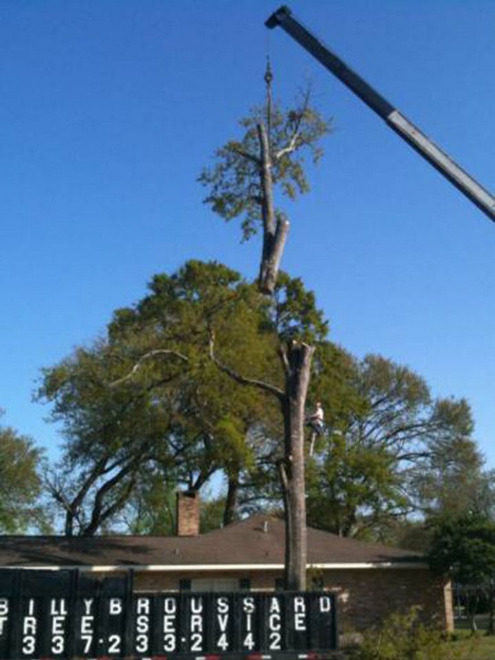 Crane lifting a tall tree beside a house under a clear blue sky