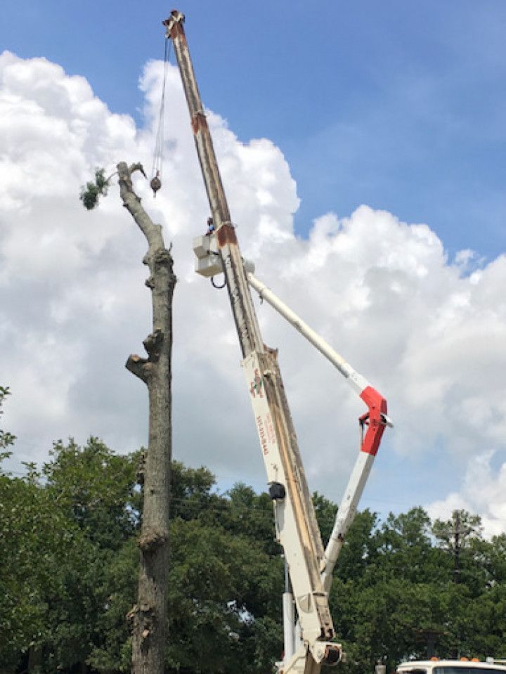 Crane trimming a tall tree against a cloudy sky