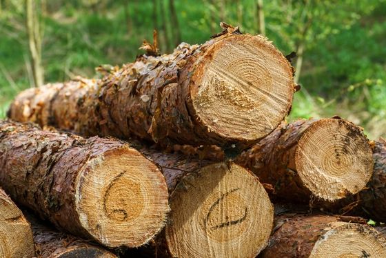 Stacked cut tree logs with rough bark and visible wood rings outdoors on grass