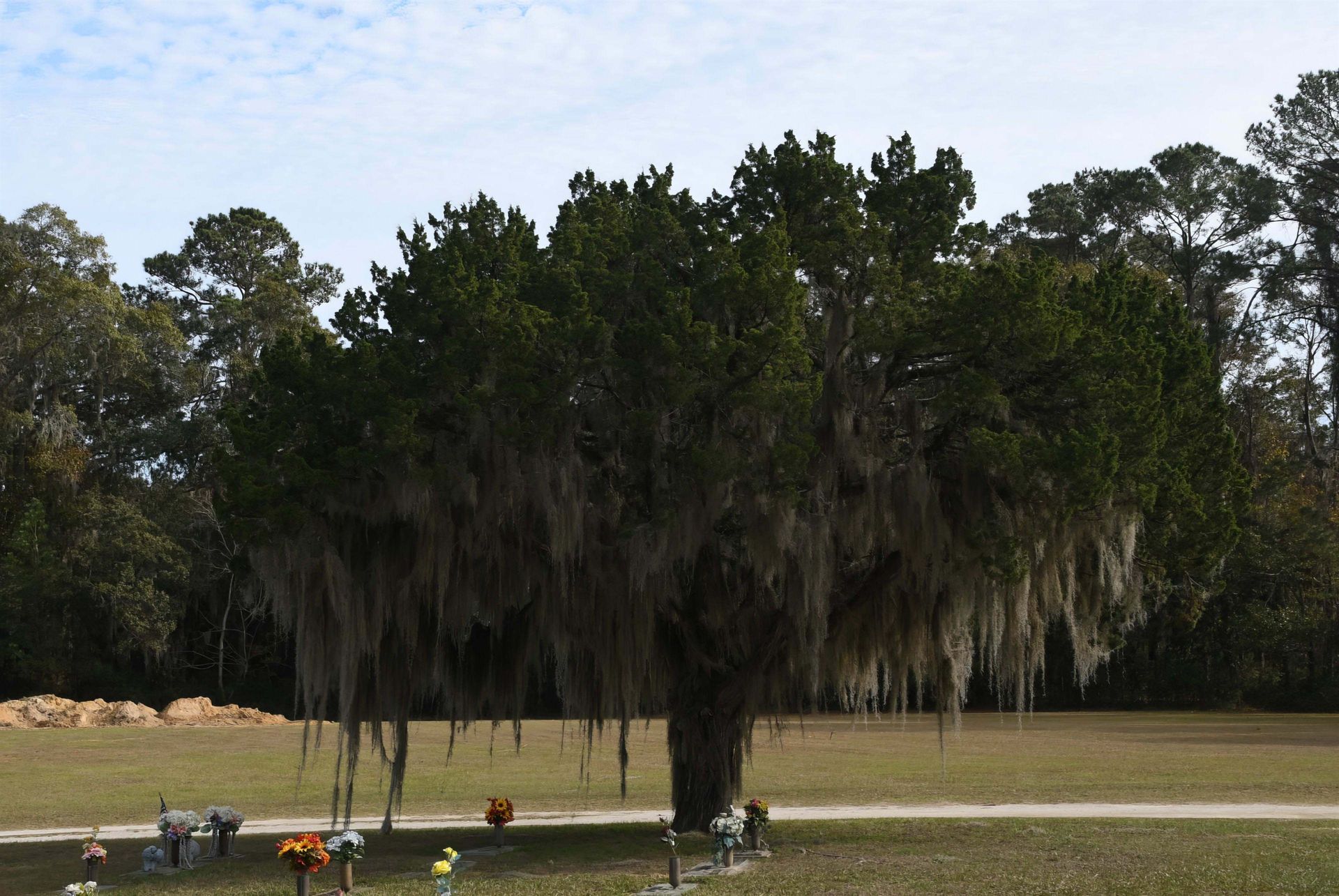 A tree with spanish moss hanging from it in a cemetery