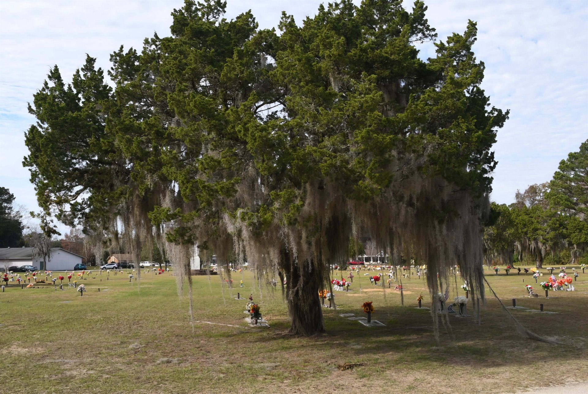 A tree with spanish moss hanging from it in a cemetery