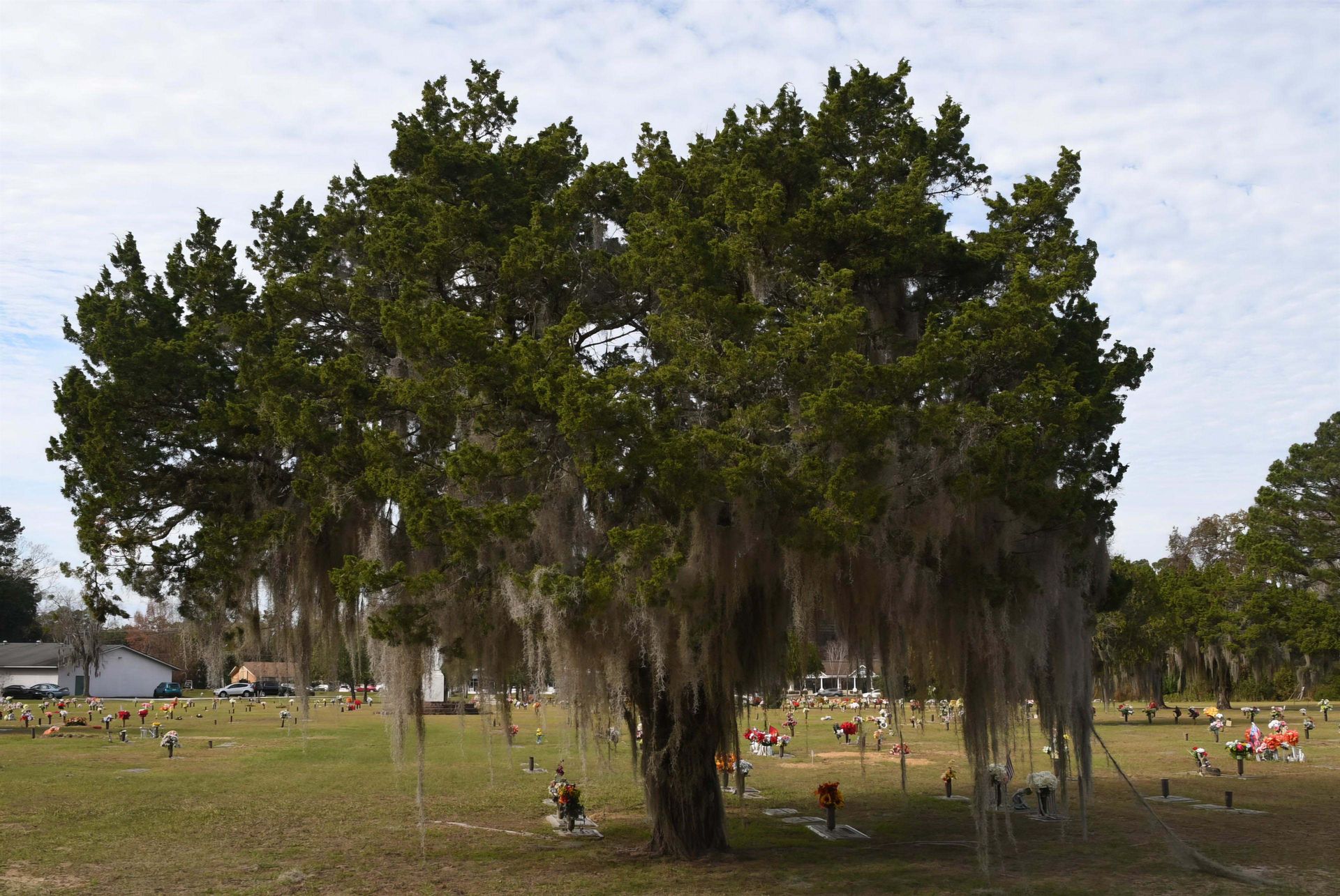A tree with spanish moss hanging from it in a cemetery