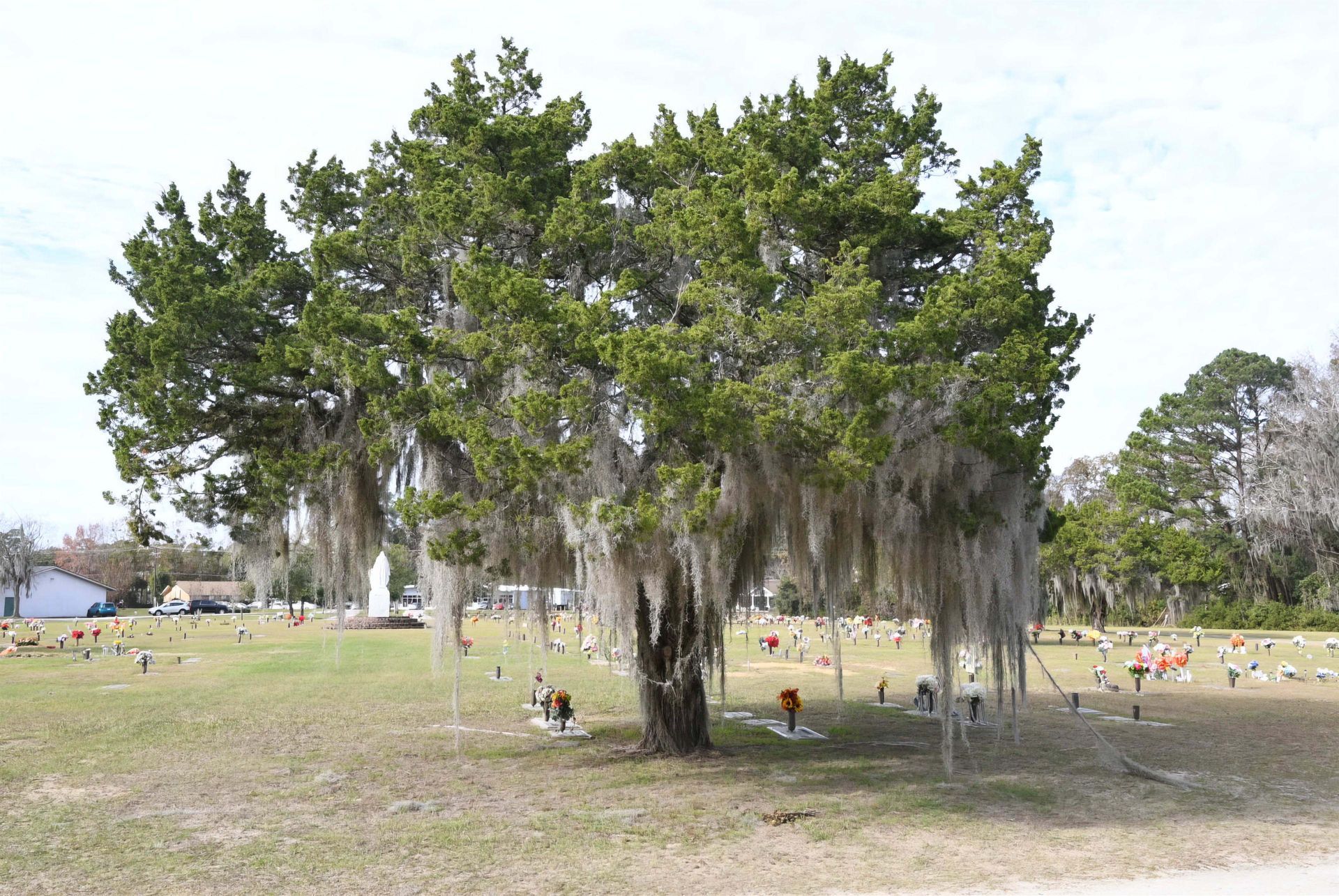 A tree with spanish moss hanging from it in a cemetery