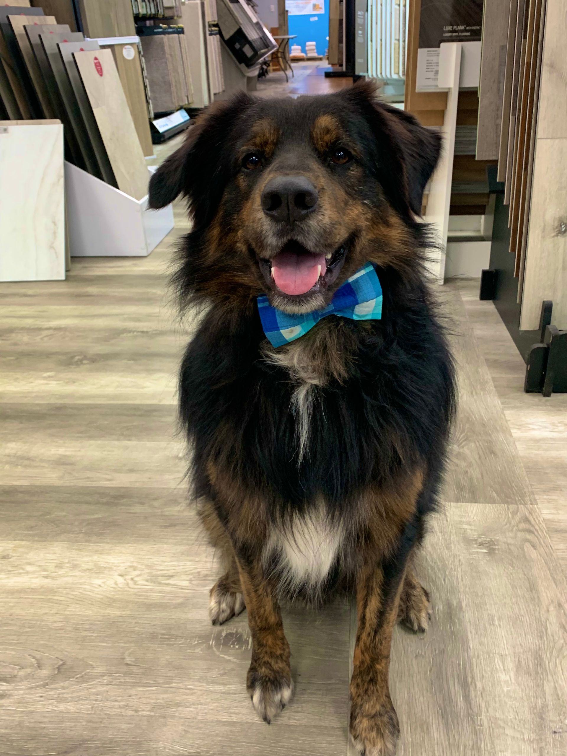 Black-and-tan dog with a blue bow tie sitting in a store aisle, panting happily