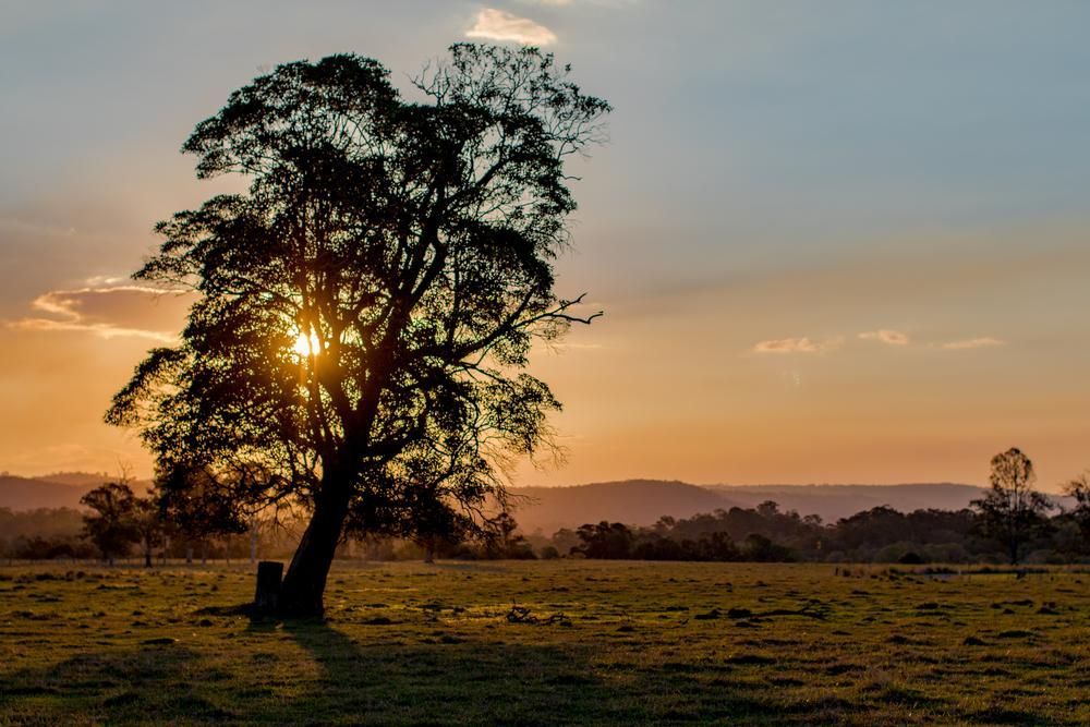 The Sun Is Shining Through the Leaves of A Tree in A Field at Sunset — Chilli Bins Skip Bins in Caboolture, QLD