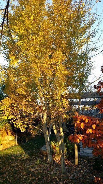 Tall aspen tree with yellow leaves in sunlight, autumn setting.