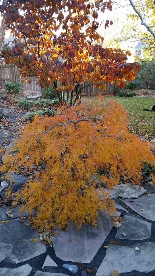 Orange fall foliage on a weeping Japanese maple and another tree; stone pathway in a yard.