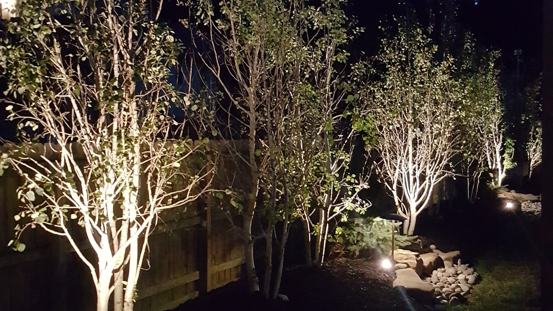 Trees illuminated by outdoor lighting at night.
