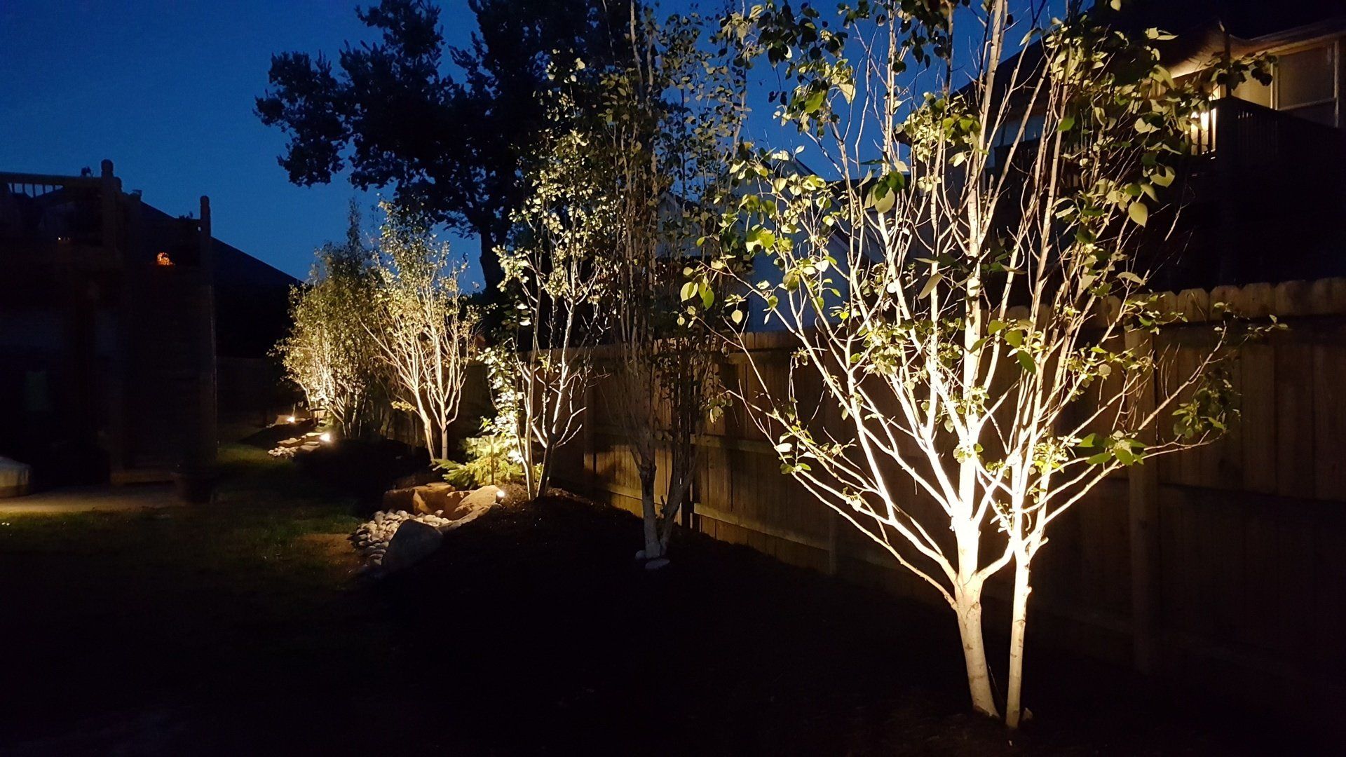 Trees illuminated by spotlights in a backyard at night.