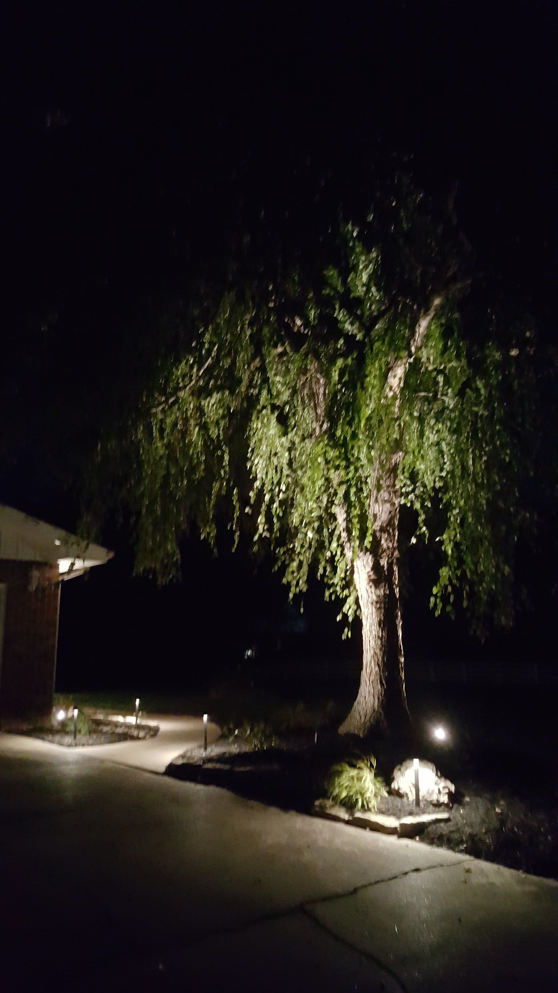 Nighttime shot of a tree illuminated by landscape lights. A dark driveway and a brick house are also visible.