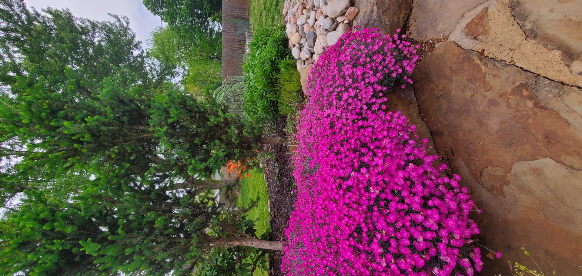 Vibrant purple flowers cascade down a stone wall, next to a lush green garden.