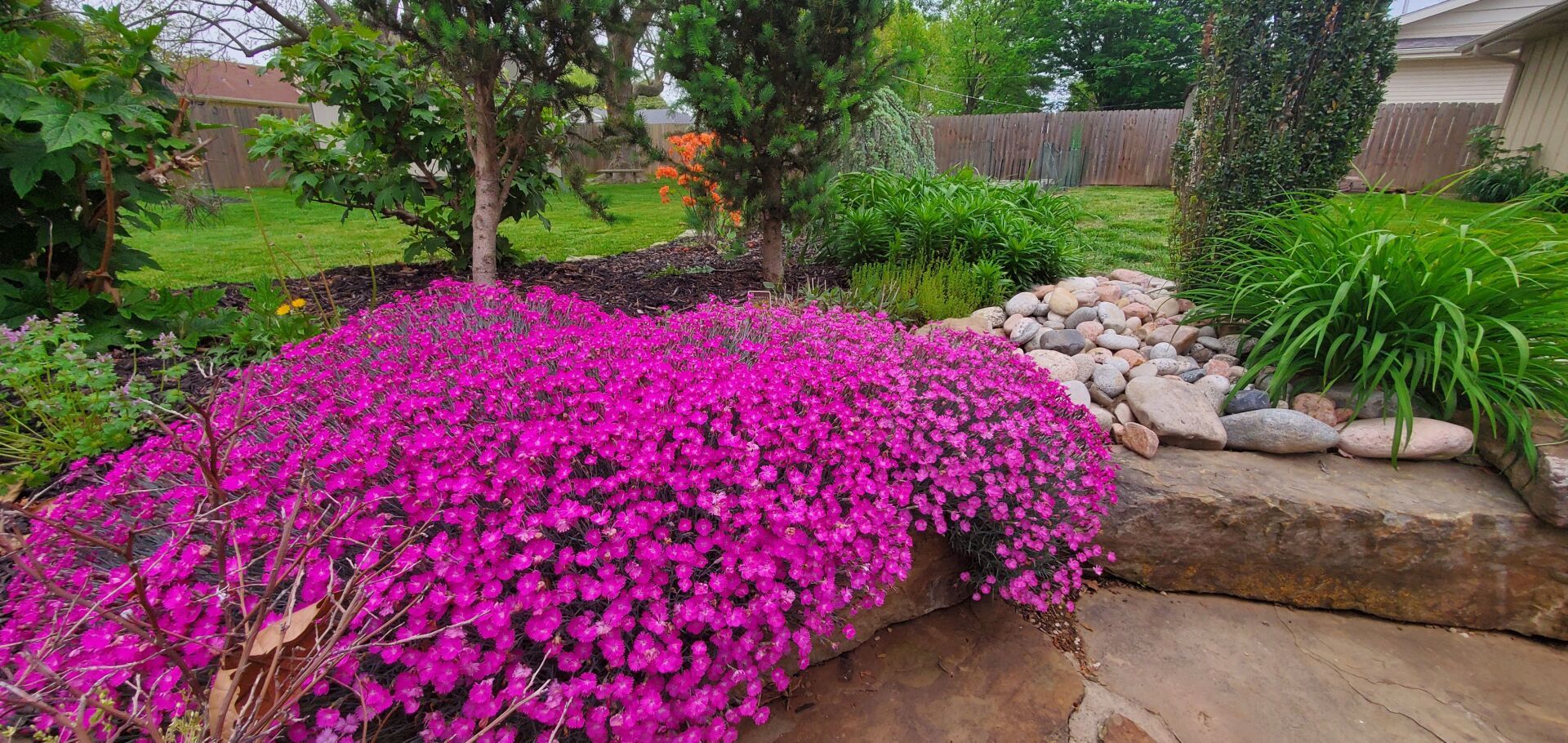 Vibrant magenta flowers cascade over stone in a lush garden. Green foliage and trees fill the background.