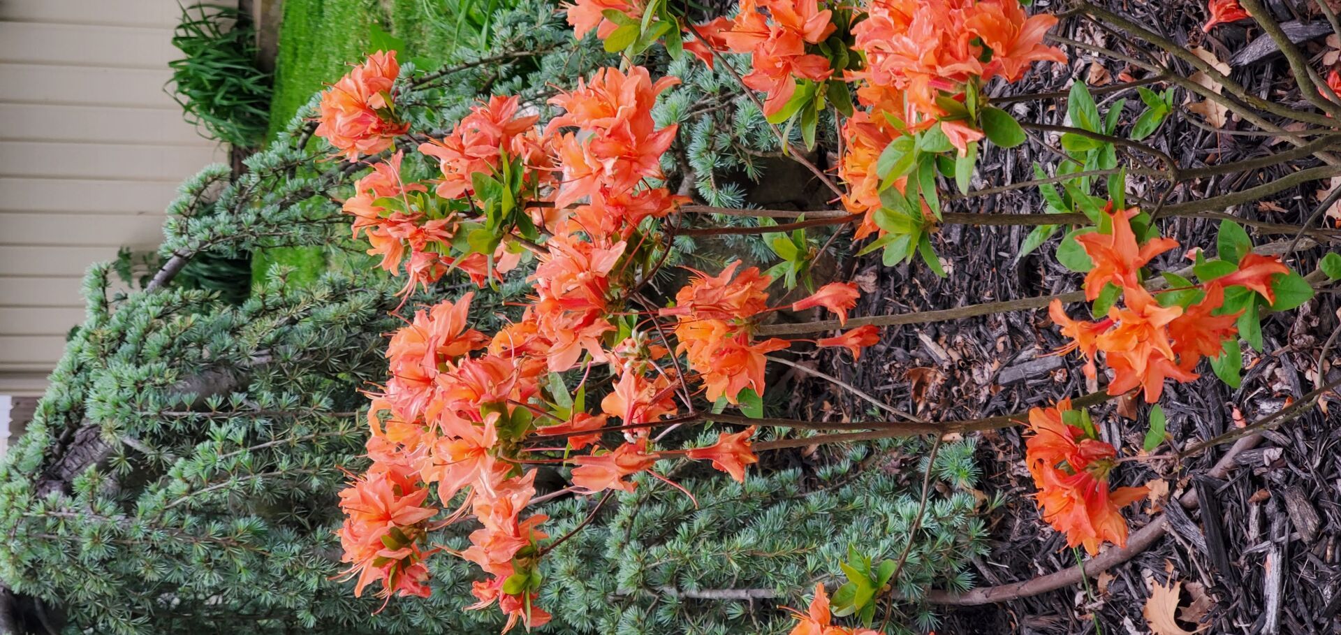 Orange azalea flowers bloom amidst green foliage, wood chips, and siding.