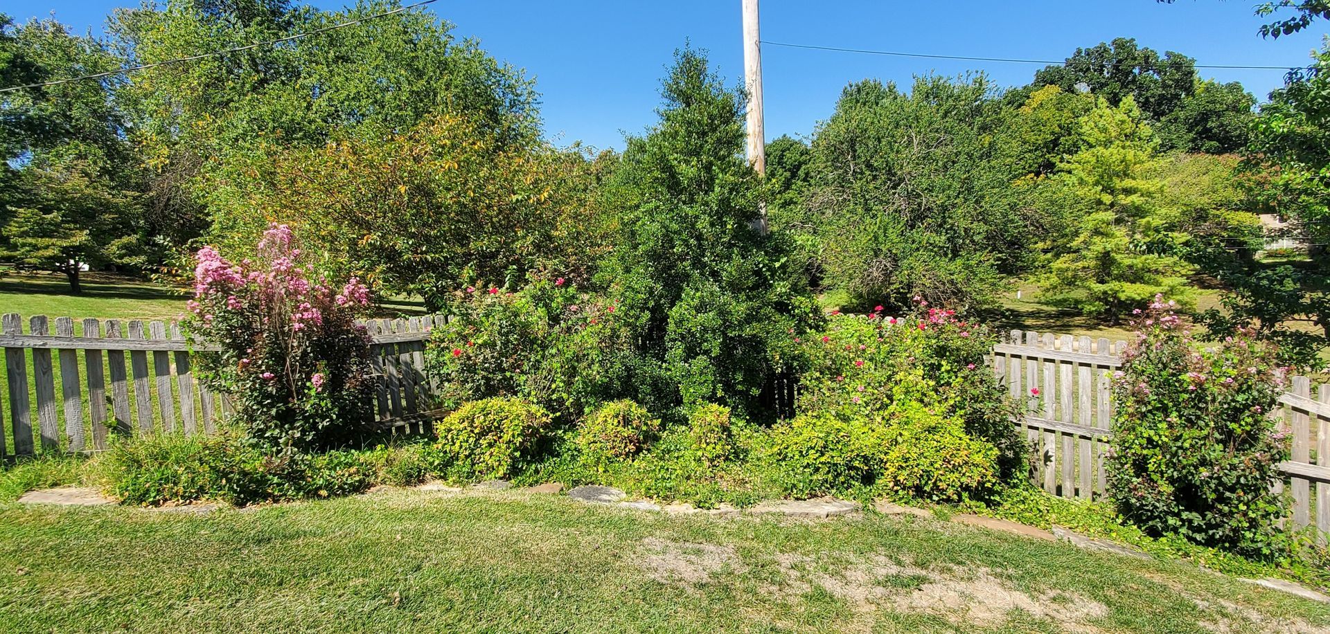 A backyard garden with a wooden fence, various green plants, and a bright blue sky.