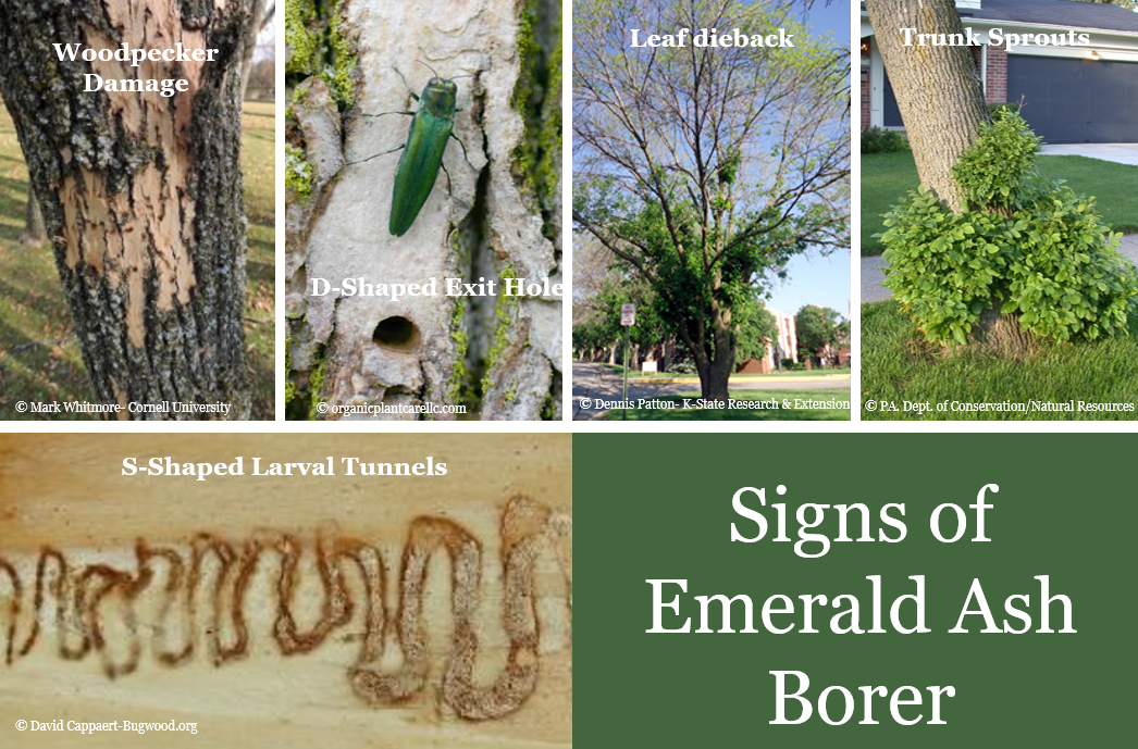 Signs of Emerald Ash Borer: damaged ash trees and insect, labeled images.