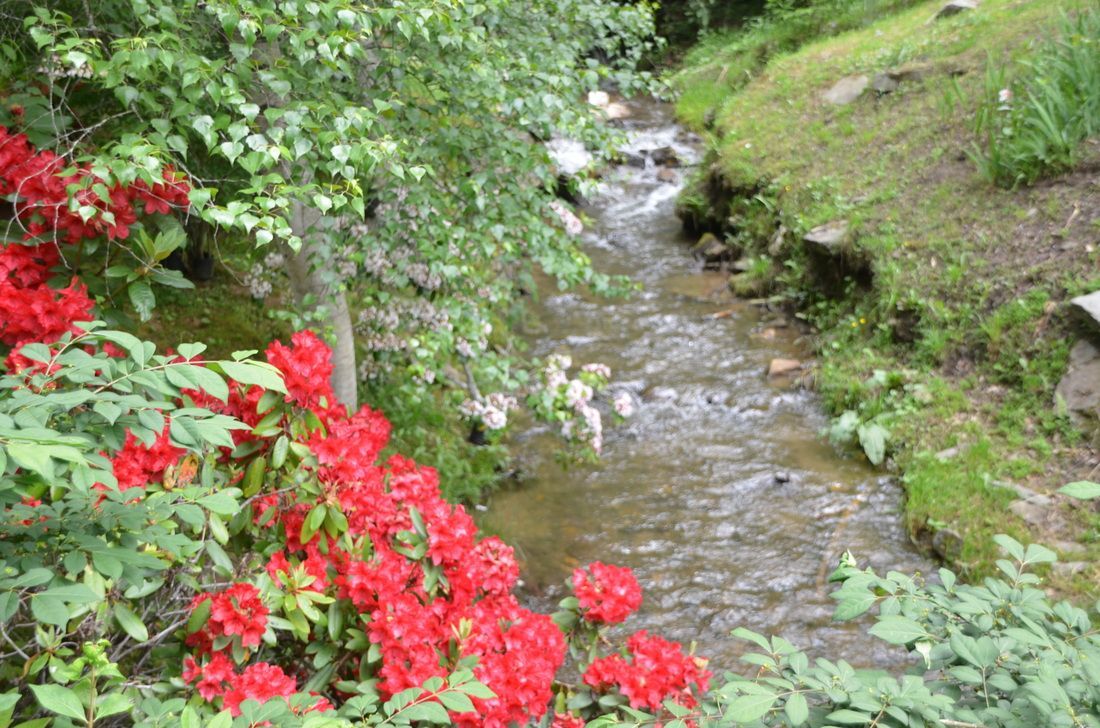 A small stream winds through lush greenery, with bright red flowers in the foreground.