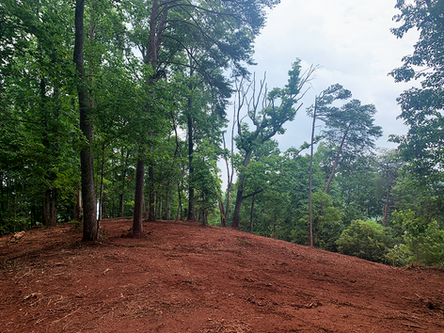 Red dirt clearing in a wooded forest with tall green trees and cloudy sky