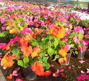 Venta de plantas