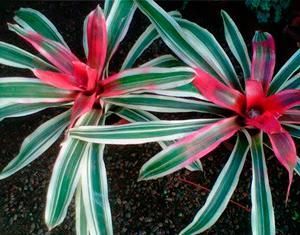 Venta de plantas