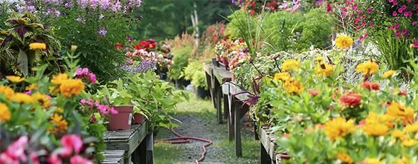 Venta de plantas