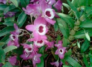 Venta de plantas