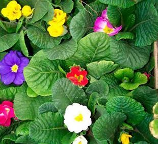 Venta de plantas