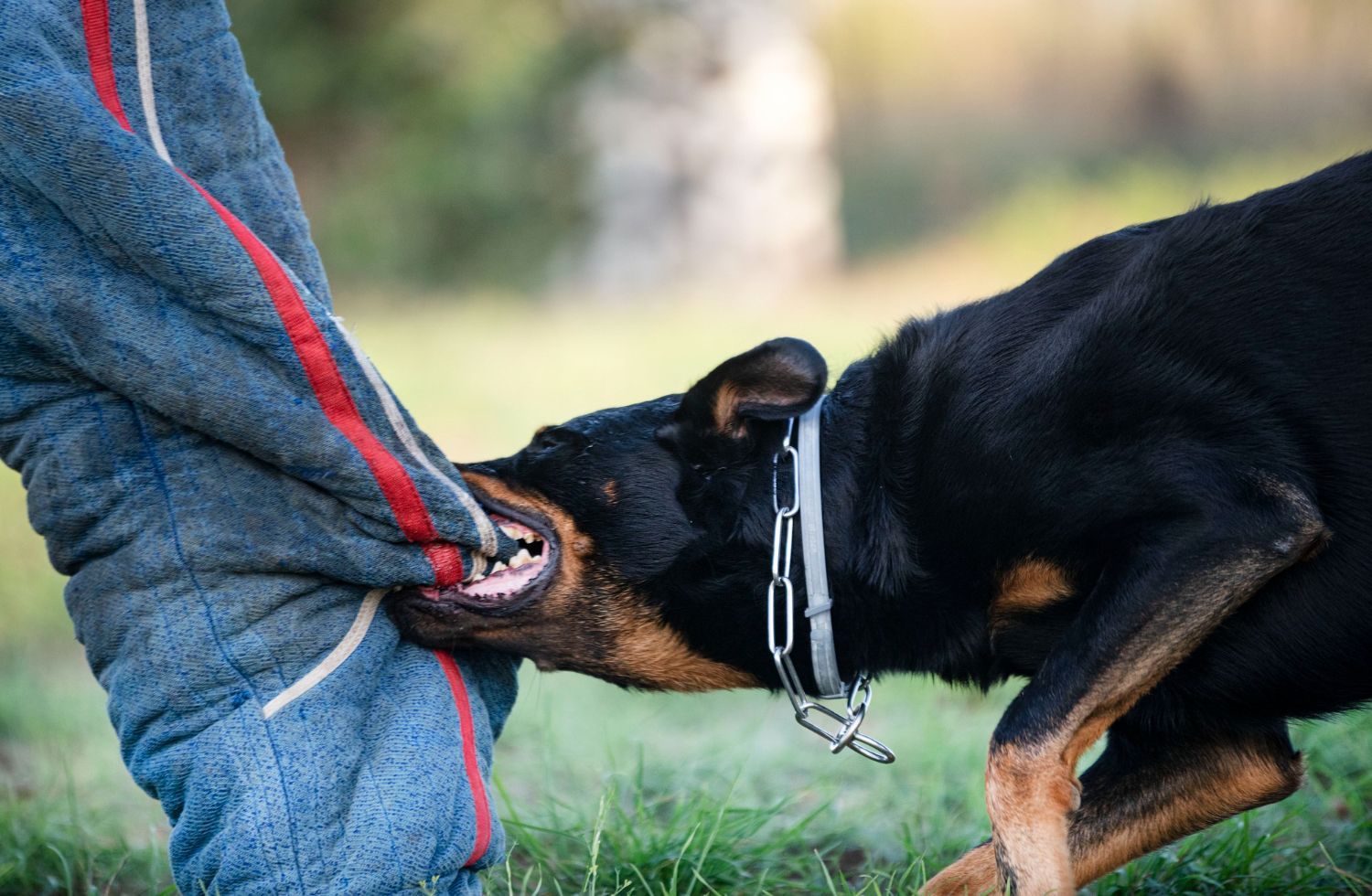 Dog tugging on a person's blue jeans outdoors, biting the cuff