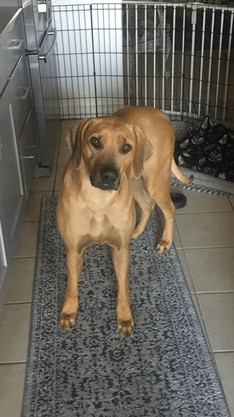 Rhodesian Ridgeback, Guard Dog | Boerne, TX