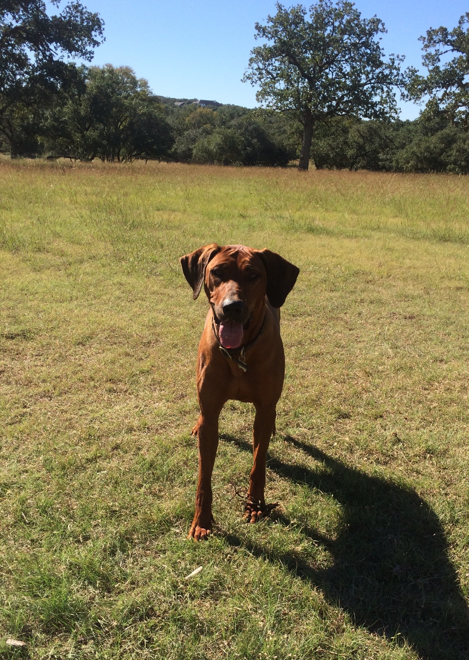 Rhodesian Ridgeback, Guard Dog | Boerne, TX