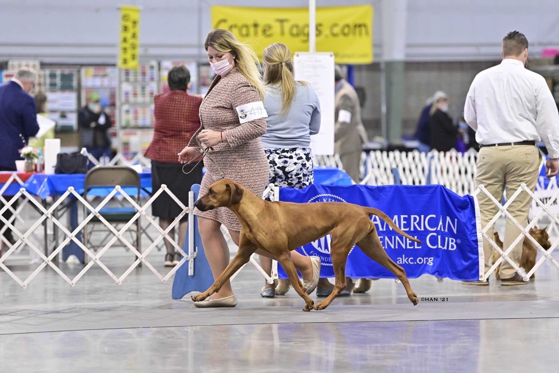 Rhodesian Ridgeback, Guard Dog | Boerne, TX