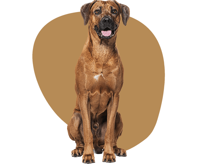 Rhodesian Ridgeback