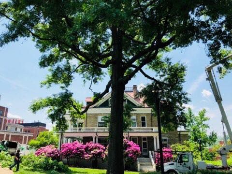 Large tree in front of a stone house with a porch and pink azaleas; a truck and lift are visible.
