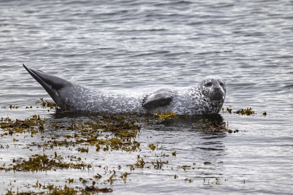 Seal - Credit Holland America