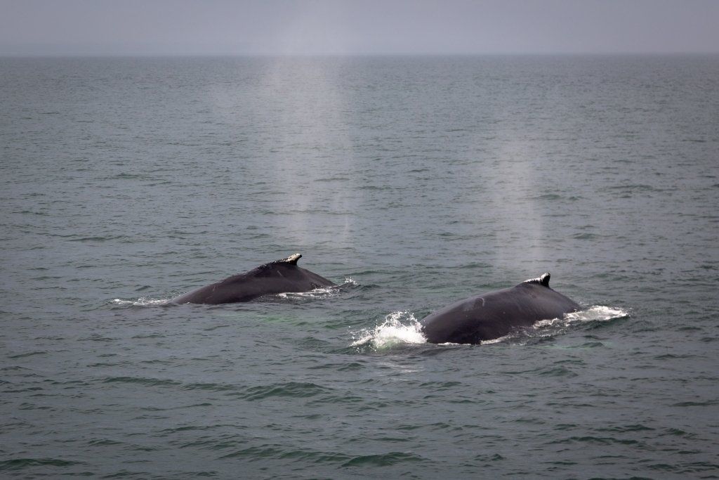 Humpback whales in the St. Lawrence River