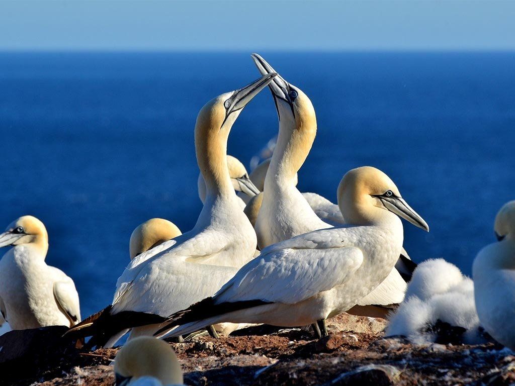 Northern Gannets