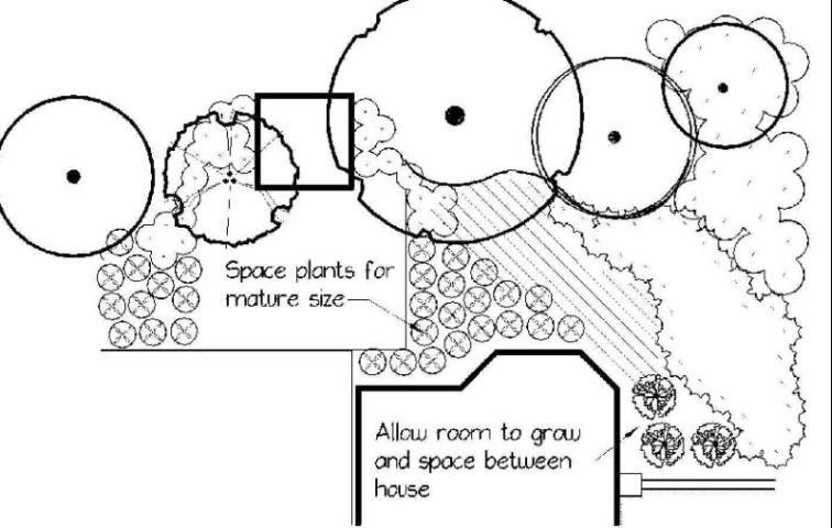 Plant Spacing | Honolulu, HI | Shangri La