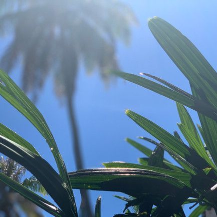 Plant — Honolulu, HI — Shangri La Outdoor Designs