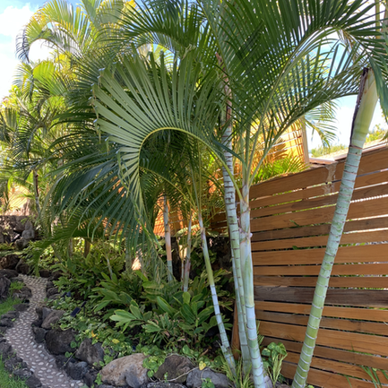 A Photo Of Plants And Rocks — Honolulu, HI — Shangri La Outdoor Designs