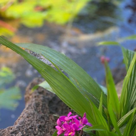 Plant In The Pond — Honolulu, HI — Shangri La Outdoor Designs