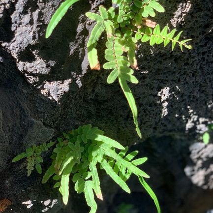 Plant On The Pond — Honolulu, HI — Shangri La Outdoor Designs